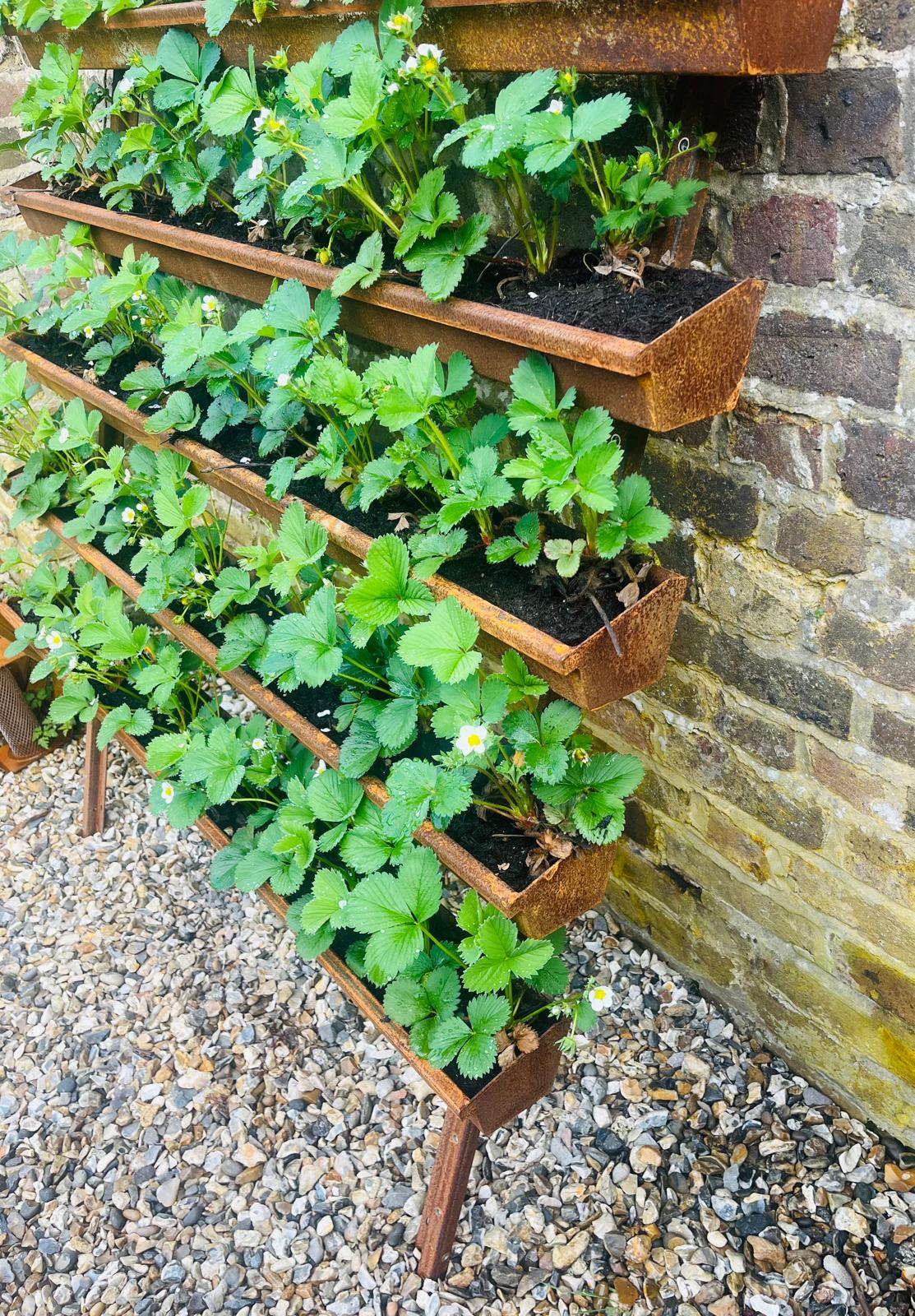 Corten Steel Strawberry Herb Plant Vertical Wall-Mounted Planter Urban Garden space saving rusty metal