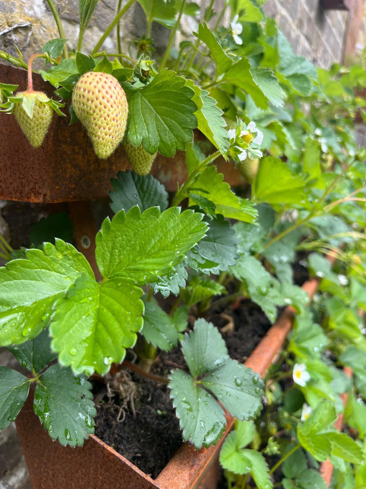 Corten Steel Strawberry Herb Plant Vertical Wall-Mounted Planter Urban Garden space saving rusty metal