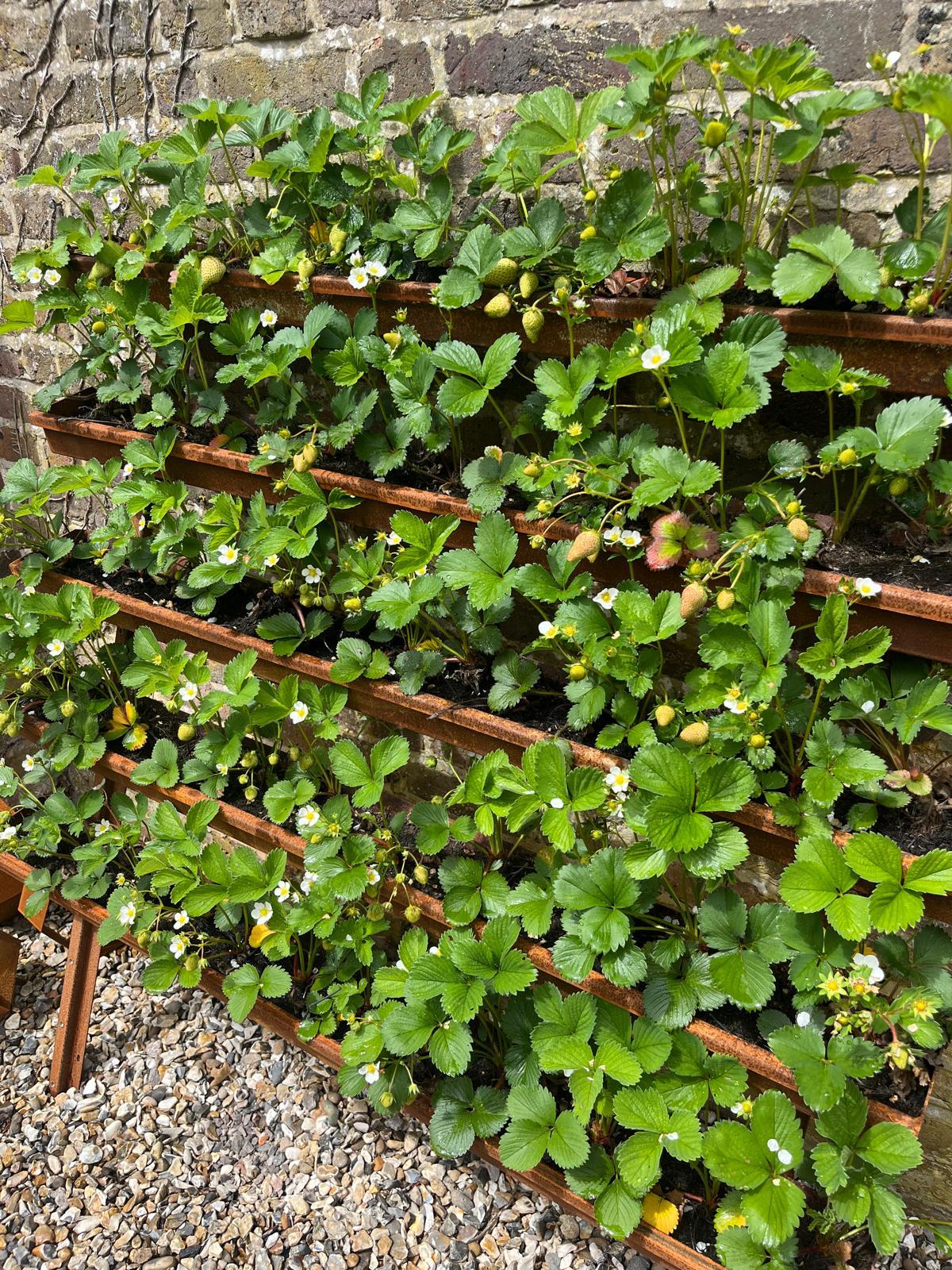 Corten Steel Strawberry Herb Plant Vertical Wall-Mounted Planter Urban Garden space saving rusty metal