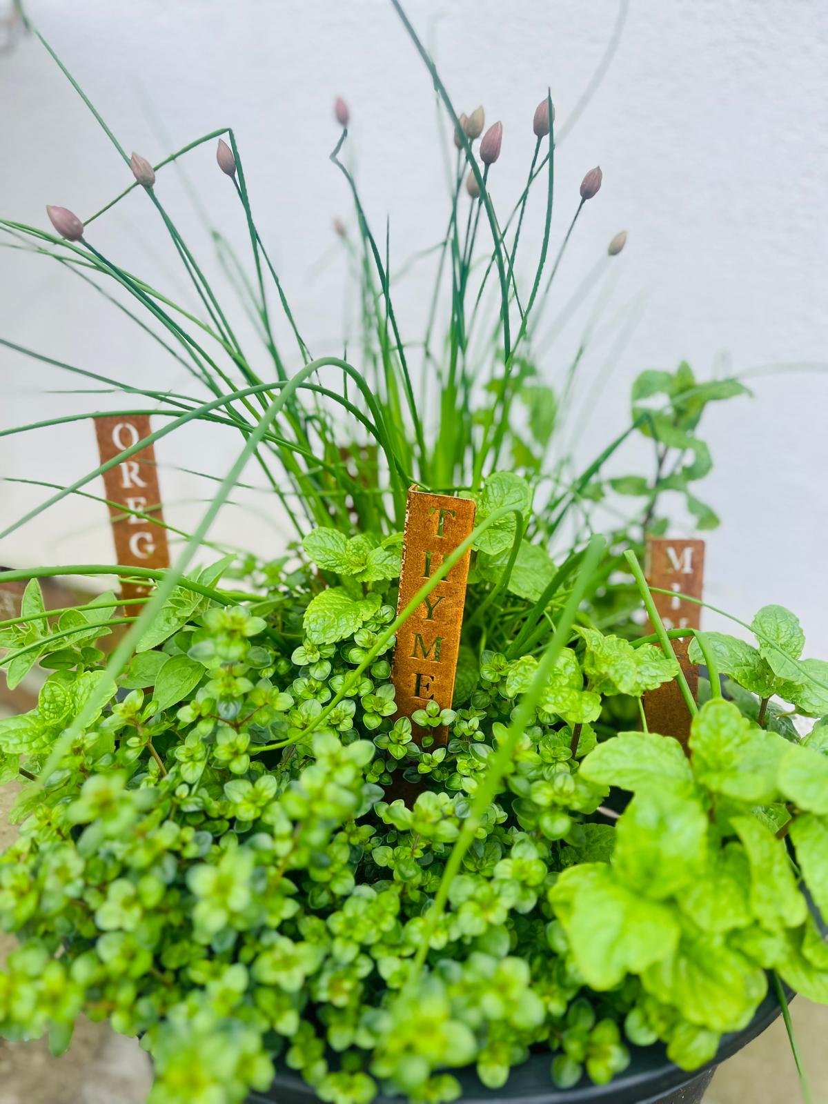 Corten Steel Herb Plant Name Marker stakes signs personalised