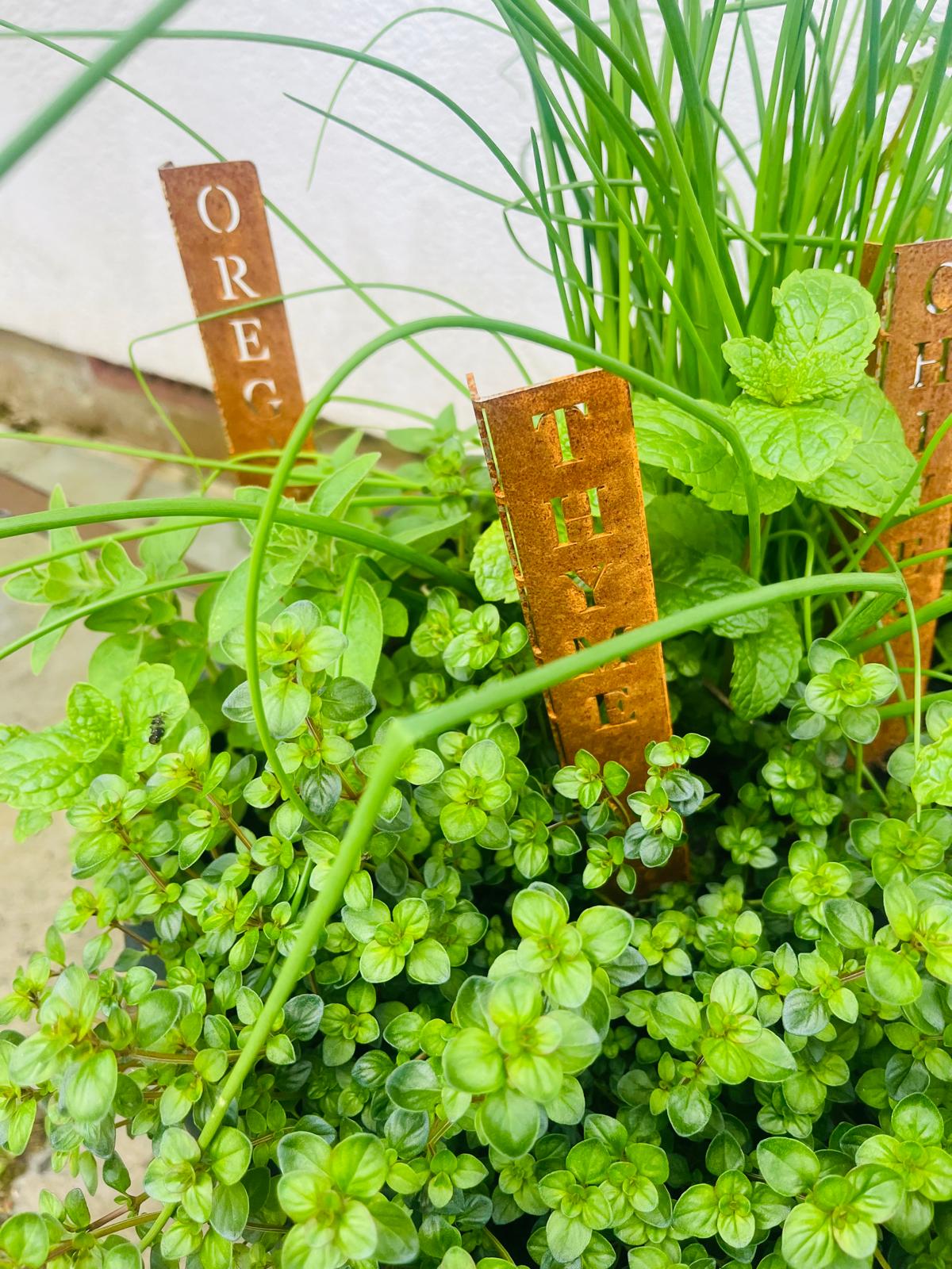 Corten Steel Herb Plant Name Marker stakes signs personalised