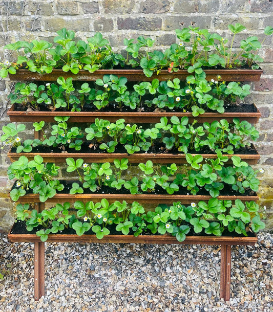 Corten Steel Strawberry Herb Plant Vertical Wall-Mounted Planter Urban Garden space saving rusty metal
